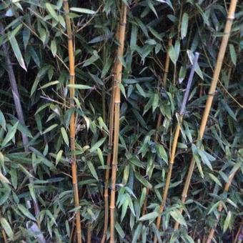 Phyllostachys aureosulcata 'Aureocaulis'