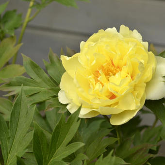 Paeonia itoh 'Bartzella'