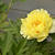 Paeonia itoh 'Bartzella'