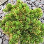 Pinus mugo 'Winter Gold' - 