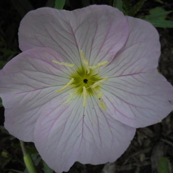 Oenothera speciosa 'Twilight'