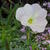 Oenothera speciosa 'Twilight'