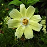 Cosmos bipinnatus 'Xanthos' - 