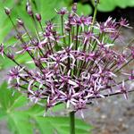 Allium 'Spider' - 