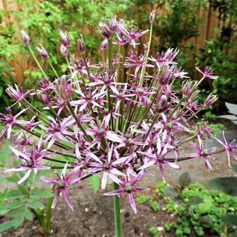 Allium 'Spider'