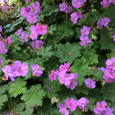 Geranium x cantabrigiense 'Karmina' - Geranium x cantabrigiense 'Karmina'