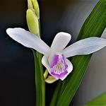 Bletilla striata 'Sweet Lips' - 