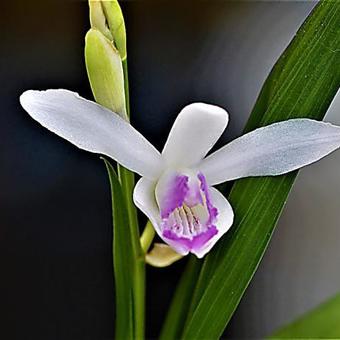 Bletilla striata 'Sweet Lips'