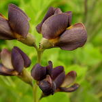 Baptisia australis  'DECADENCE Dutch Chocolate' - Baptisia australis  'DECADENCE Dutch Chocolate'