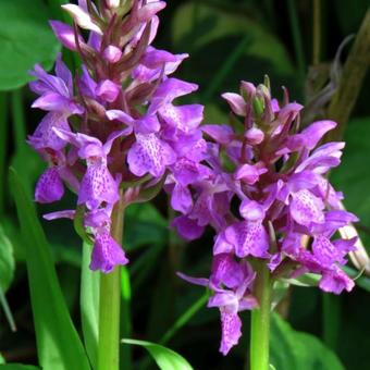 Dactylorhiza fuchsii x praetermissa