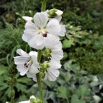 Sidalcea candida 'Bianca' - 