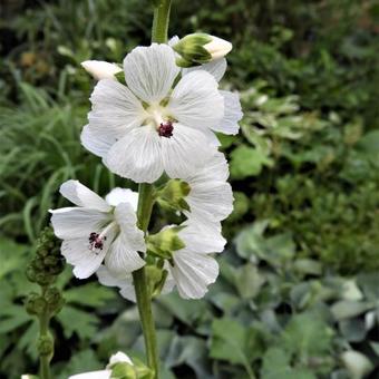 Sidalcea candida 'Bianca'