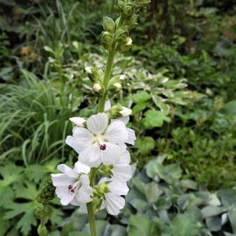 Sidalcea candida 'Bianca'