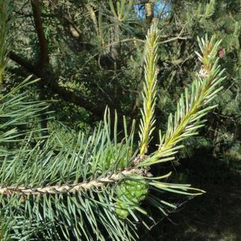 Pinus sylvestris