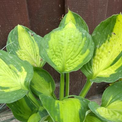 Hosta 'Captain Kirk' - 