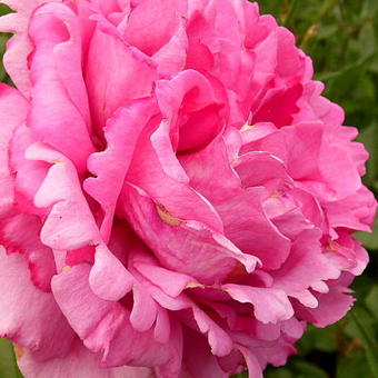 Rosa 'Yves Piaget'