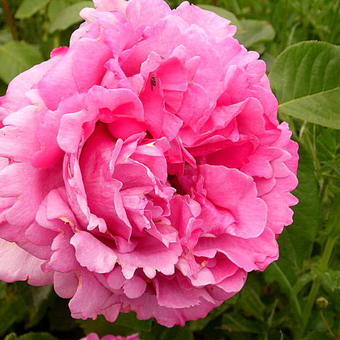 Rosa 'Yves Piaget'