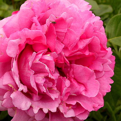 Rosa 'Yves Piaget' - 