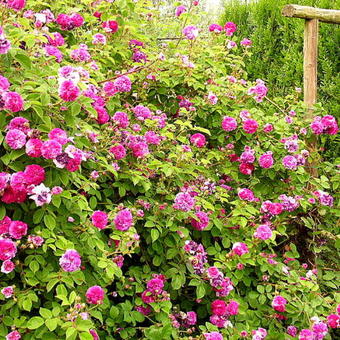 Rosa 'Russelliana'