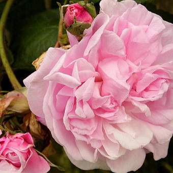 Rosa 'Fantin-Latour'