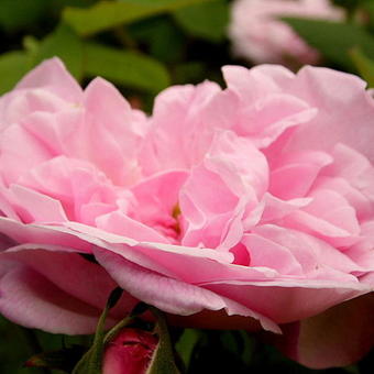 Rosa 'Fantin-Latour'