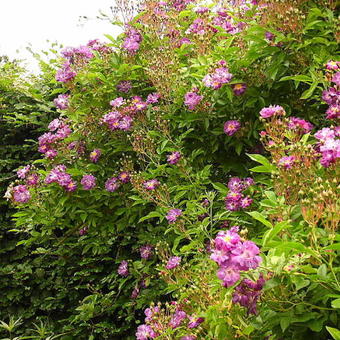 Rosa 'Veilchenblau'