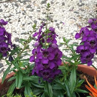 Angelonia