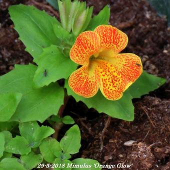 Mimulus 'Orange Glow'