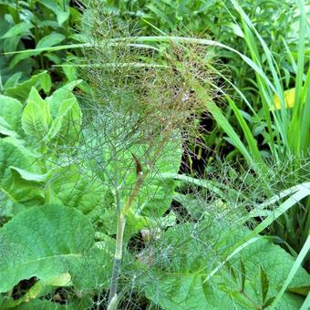 Foeniculum vulgare 'Rubrum'