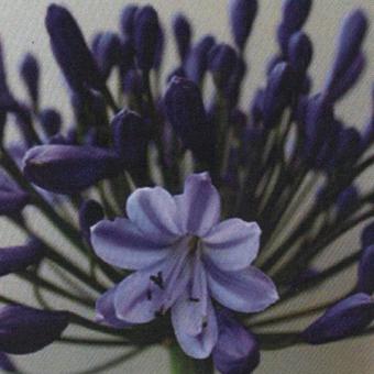 Agapanthus 'Johanna'