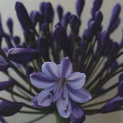 Agapanthus 'Johanna' - 