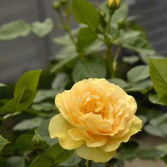 Rosa 'Julia Child'