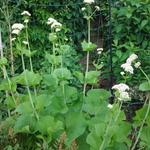 Valeriana alliariifolia - 