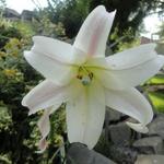 Lilium formosanum var. pricei - Formosa-Lilie