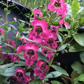 Angelonia angustifolia 'ANGELMIST Rose Dark'