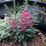 Angelonia angustifolia 'ANGELMIST Rose Dark' - 