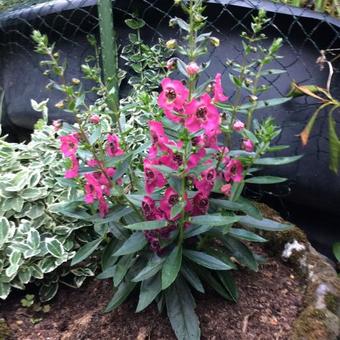 Angelonia angustifolia 'ANGELMIST Rose Dark'