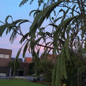 Albizia julibrissin