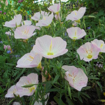 Oenothera speciosa 'Twilight'