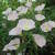 Oenothera speciosa 'Twilight'