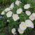 Oenothera speciosa 'Twilight'