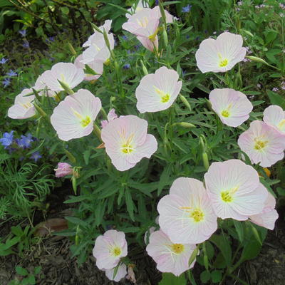 Oenothera speciosa 'Twilight' - 