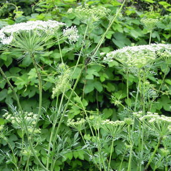 Ammi majus