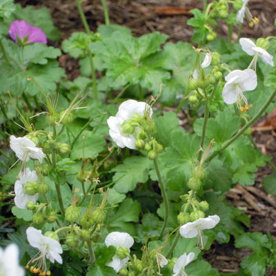 Geranium macrorrhizum 'Snowwhite' - 