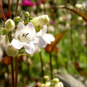 Penstemon digitalis  'Husker Red'