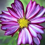 Cosmos bipinnatus 'Candy Stripe' - 