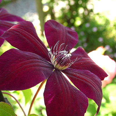 Clematis 'Westerplatte' - 