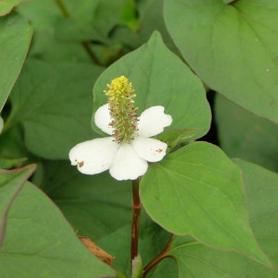 POIVRIER DE CHINE - Houttuynia cordata