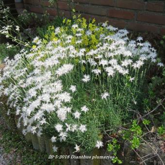 Dianthus plumarius