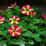 Petunia 'AMORE Queen of Hearts' - 